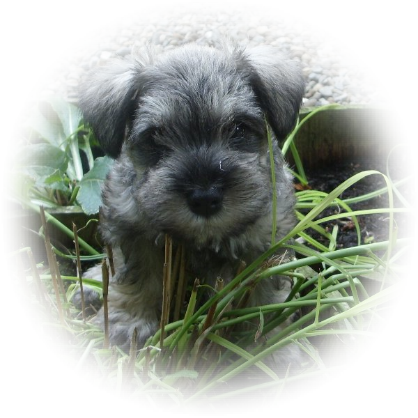 This little fellow is Fyn the Tialexi miniature schnauzer