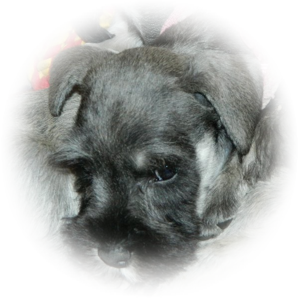 This is Minnie theTialexi miniature schnauzer