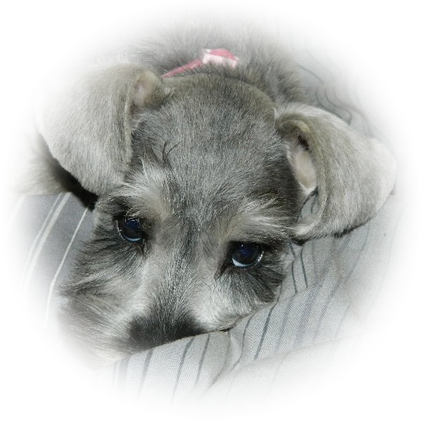 My name is Cassidy and I am a Tialexi Miniature Schnauzer