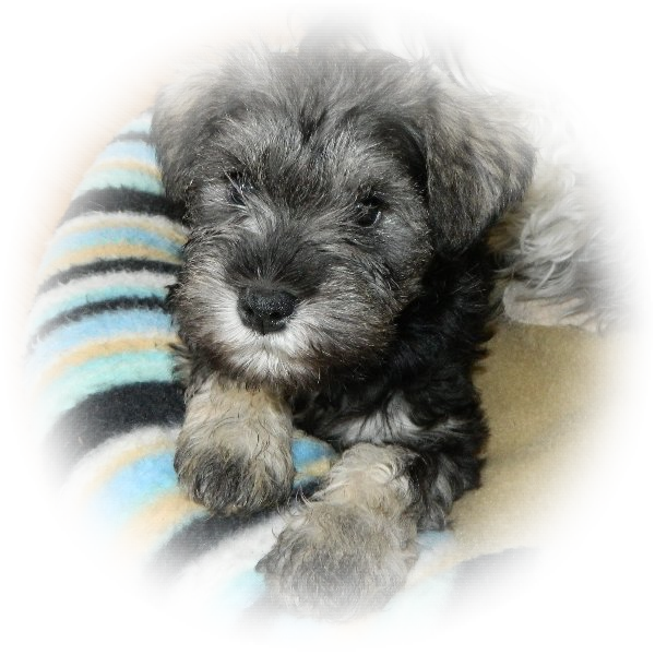 How cute is this little Tialexi Miniature Schnauzer 