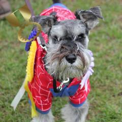 Bailey takes the first Gold Tialexi Trufts miniature schnauzer award of 2014