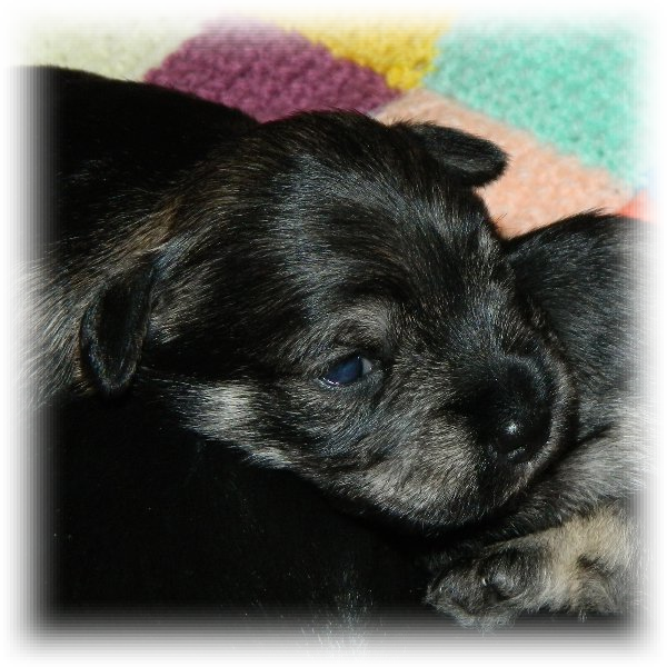 Tialexi Miniature Schnauzer at two weeks old