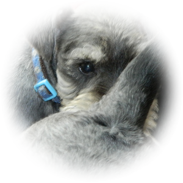 How cute is this little Tialexi Miniature Schnauzer 