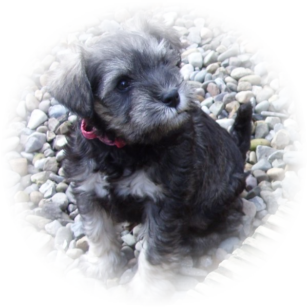 Tialexi Miniature Schnauzer Elsie