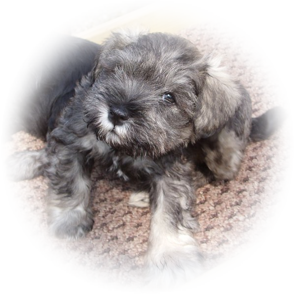 This is Oscar the Tialexi miniature schnauzer