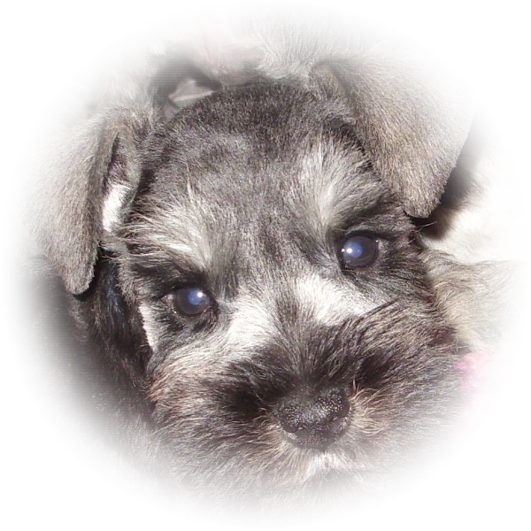 This little Tialexi miniature schnauzer is Bailey