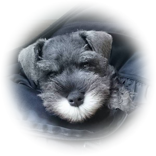 How cute is this little Tialexi Miniature Schnauzer 