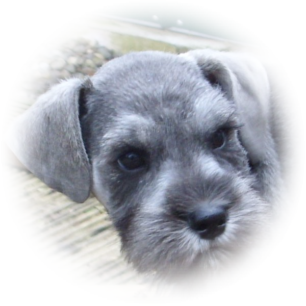 This little fellow is Hubert the Tialexi miniature schnauzer