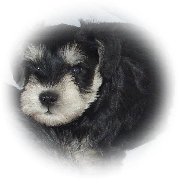 Tialexi Miniature Schnauzer Monty 