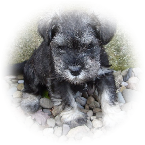 This little chap is Jasper and he is one of our favourire boy Tialexi miniature schnauzers puppies