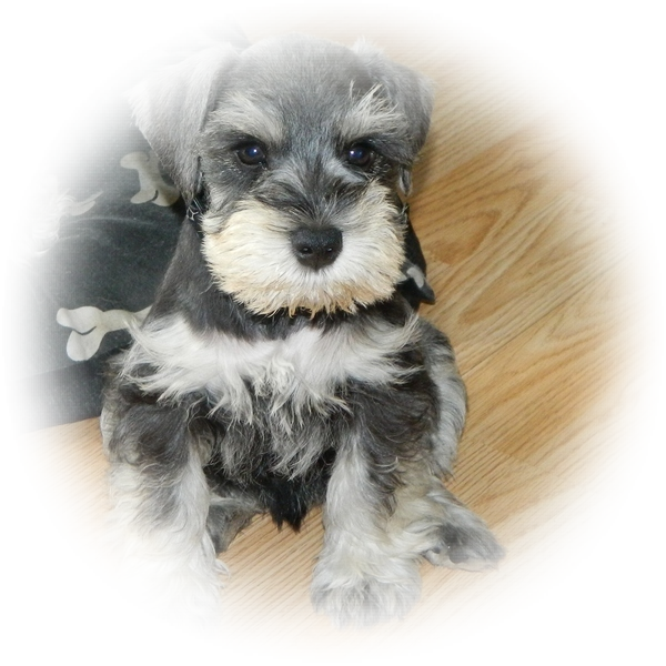 How cute is this little Tialexi Miniature Schnauzer 