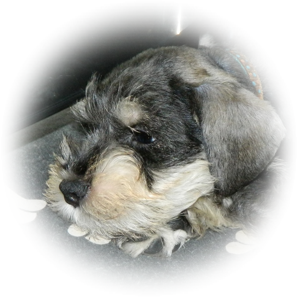 How cute is this little Tialexi Miniature Schnauzer 