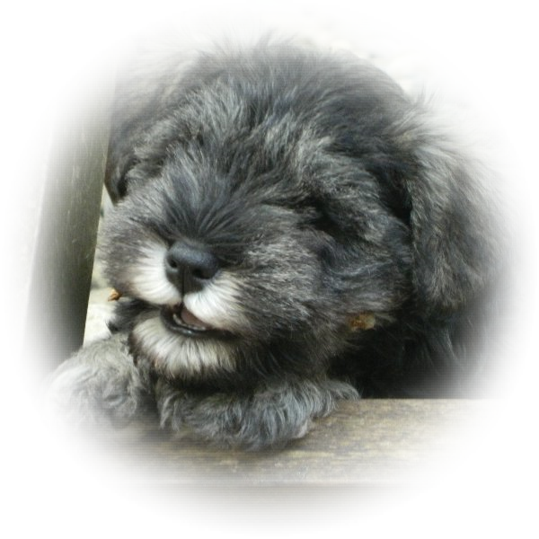 Tilly is a lucky little Tialexi miniature schnauzer puppy, as she is going to live with Bob