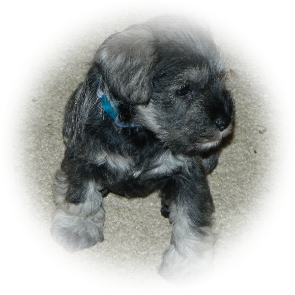 Here we have Eira one of Kyla's litter of six  Tialexi miniature schnauzer puppies