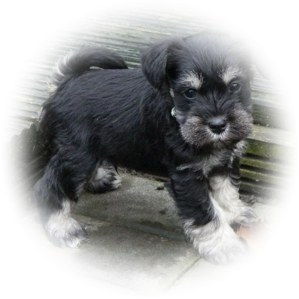 Don't you just love this little Tialexi Miniature Schnauzer named Sidney