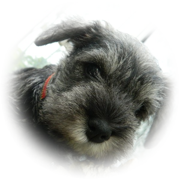 This is Jessie one of a litter of six Tialexi miniature schnauzer