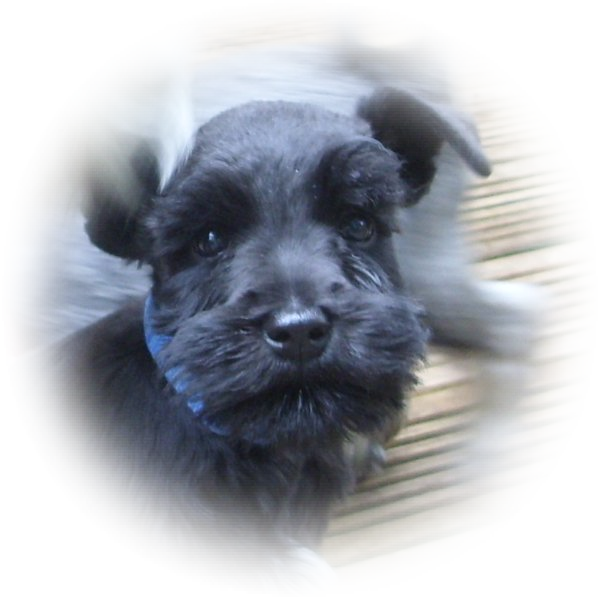 This little Tialexi miniature schnauzer is Bob