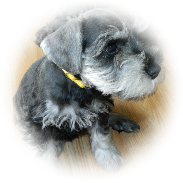 How cute is this little Tialexi Miniature Schnauzer 