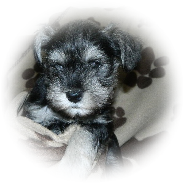 How cute is this little Tialexi Miniature Schnauzer 