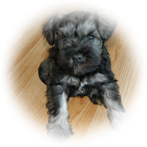 How cute is this little Tialexi Miniature Schnauzer 