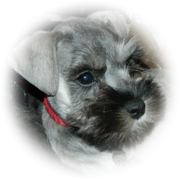 This is Bree the Tialexi miniature schnauzer