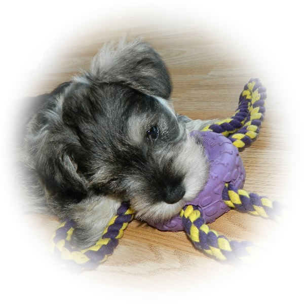 How cute is this little Tialexi Miniature Schnauzer 