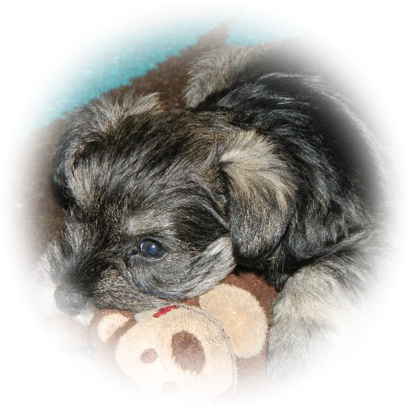 This is Mollie the Miniature Schnauzer