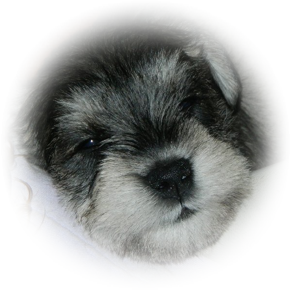 Mia is a fantastic little Tialexi Miniature Schnauzer Puppy