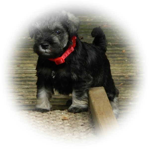 This is Pip a Tialexi Minaiture Schnauzer puppy