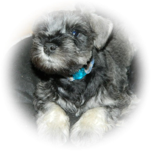 How cute is this little Tialexi Miniature Schnauzer 