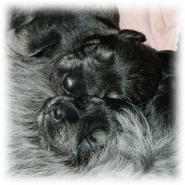 Miniature Schnauzer puppies one week old