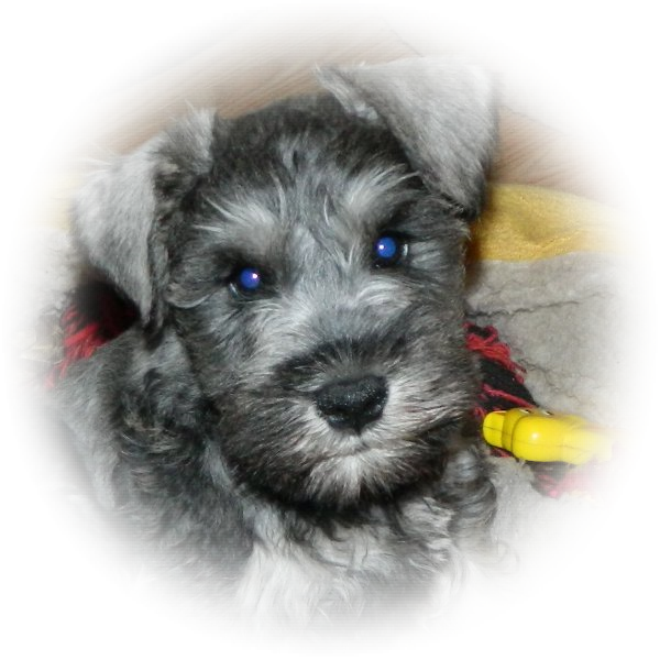 How cute is this little Tialexi Miniature Schnauzer 