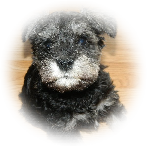 Tialexi Miniature Schnauzer Ted