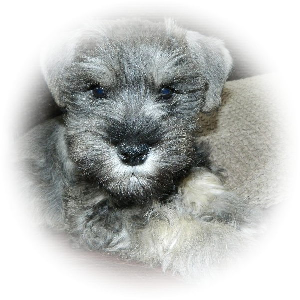 How cute is this little Tialexi Miniature Schnauzer 