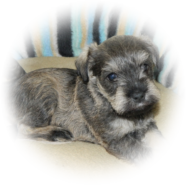 How cute is this little Tialexi Miniature Schnauzer 