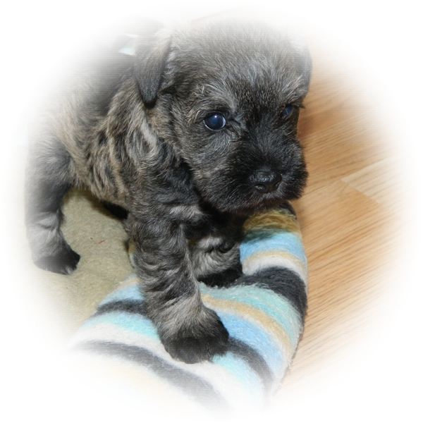 How cute is this little Tialexi Miniature Schnauzer 