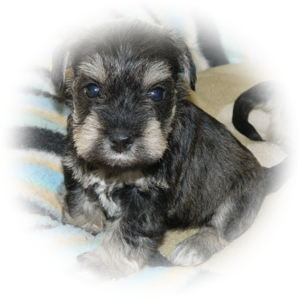 How cute is this little Tialexi Miniature Schnauzer 