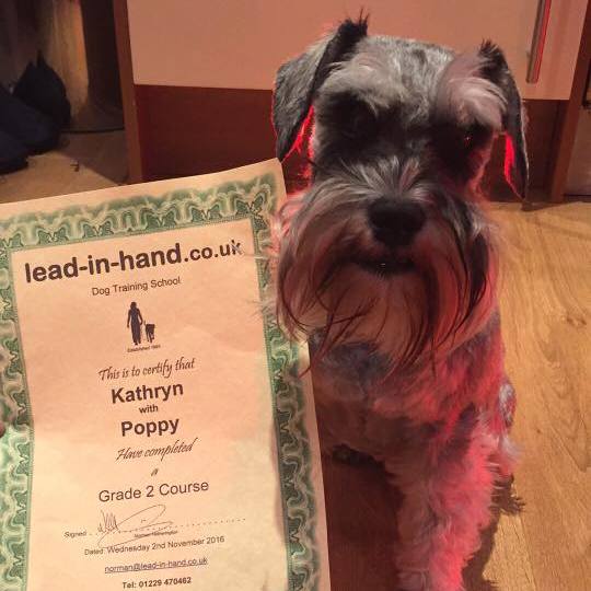 Monty gets a Silver Trufts miniature schnauzer award